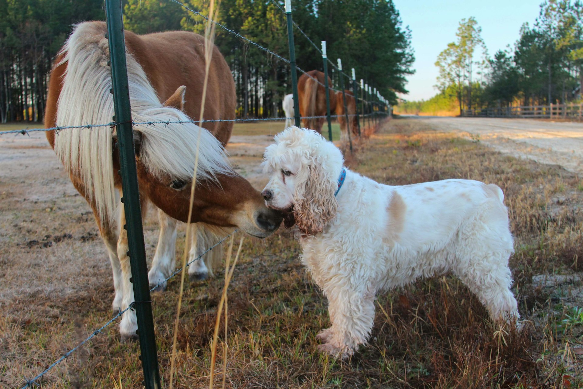 a white dog and a brown and white horse in a field